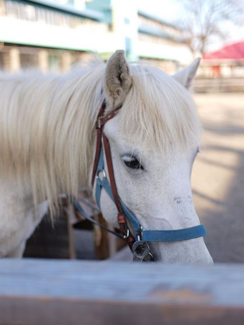 作業 療法 士 pt