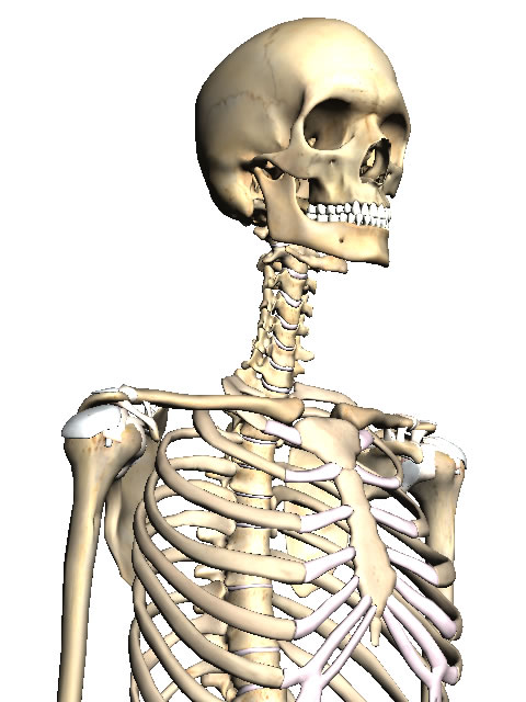 Body browser の骨サンプル画像