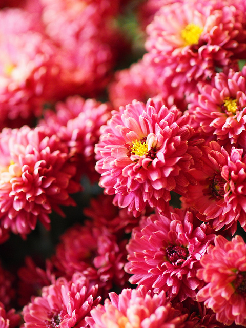 第17回ケアマネ試験の解答速報 ピーナッツブログ